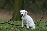 DOGUE ARGENTIN 294